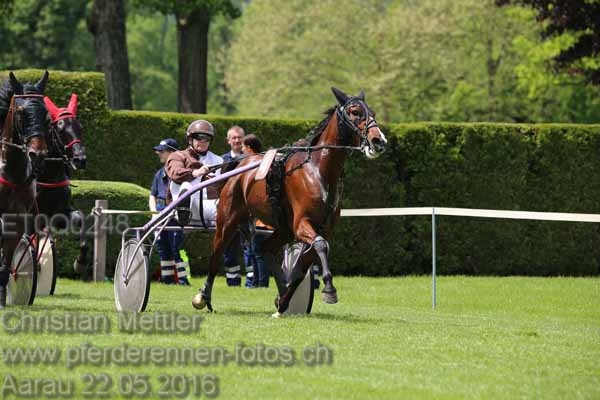 ET0Q0248 prot
